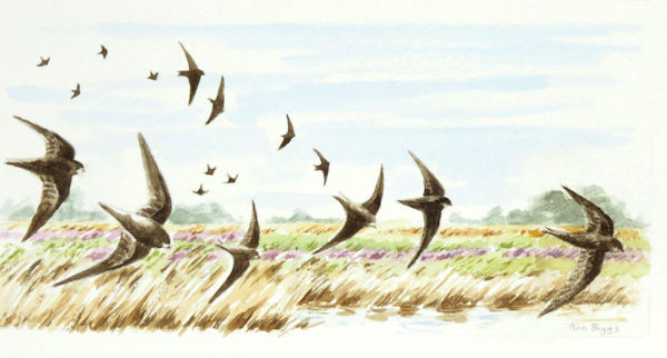 swifts, Welney_600.jpg